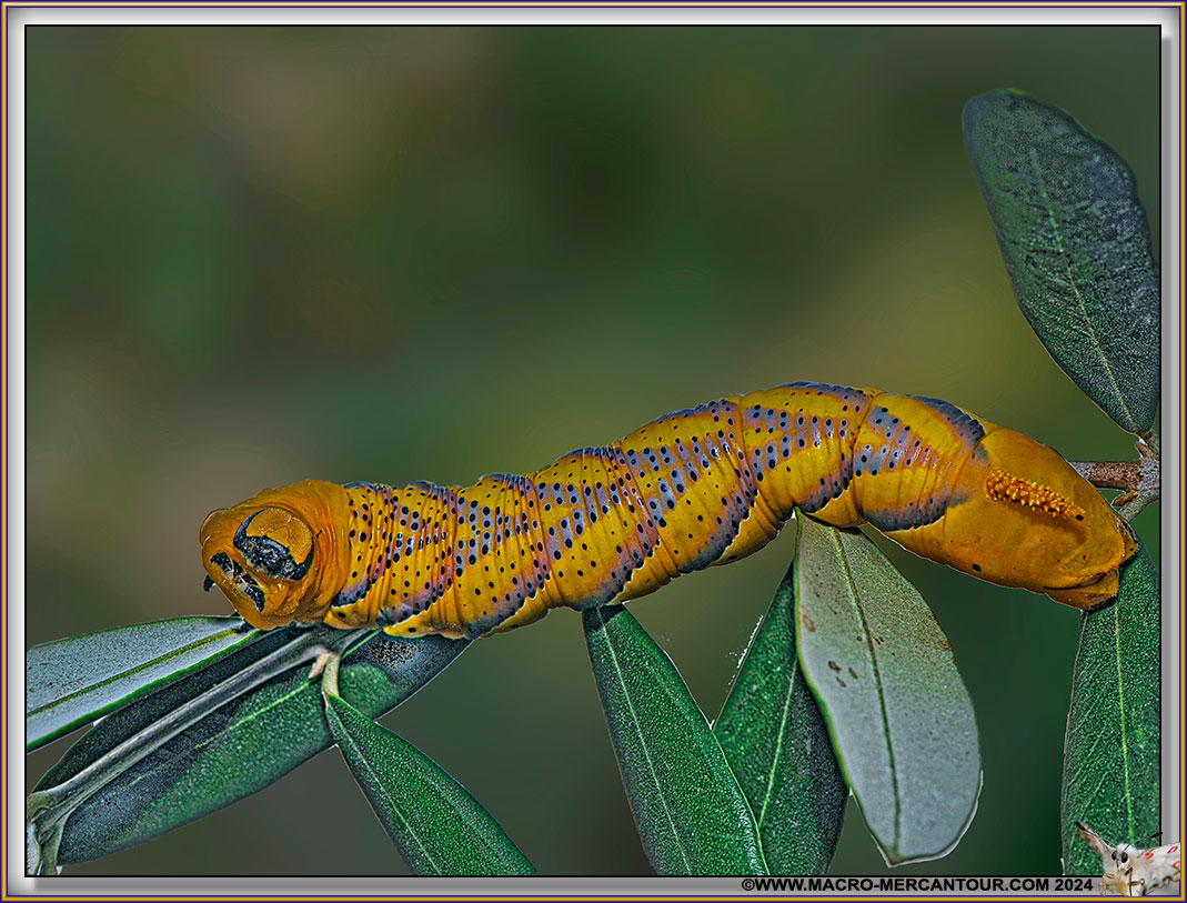 Sphynx tête de mort